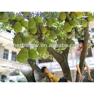 Organic Jackfruit Seeds For Growing